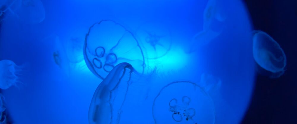 E2f176da 750d 672a a743 338bf9135b79